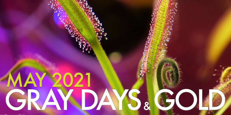 Gray Days and Gold May 2021