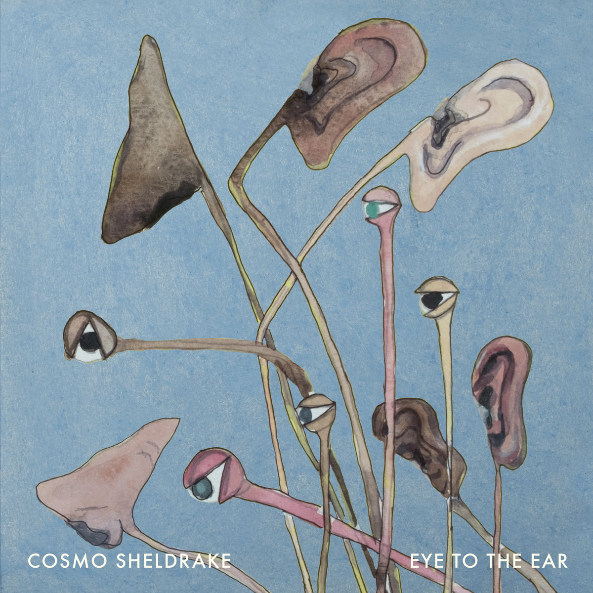 Eye to the Ear by Cosmo Sheldrake
